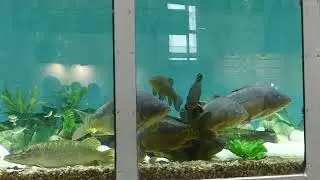 Fishing lures for eel and 4Play Savage Gear technology, running behavior in winter