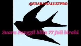 Suara panggil wallet blitz 77 full birahi