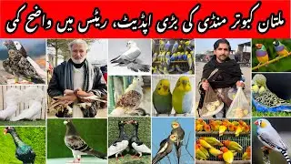 Multan Kabooter Mandi Full Market Update 2026 | Low Price Kabooter