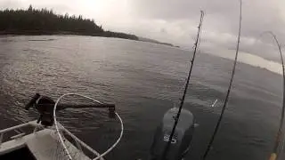 Catching a Chinook Salmon, Clover Pass, Alaska.
