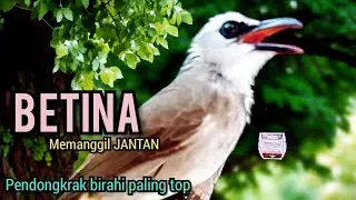 TRUCUK BETINA Gacor memanggil JANTAN, pendongkrak birahi paling JITU bikin RIBUT TRUCUK