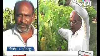 Agrowon: Grape Festival arranged by Dharmarao Birajdar at Nimbargi, Solapur