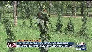Farmers grow Indiana hops for Indiana beer