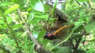 Mating Magicicada cicadas in Metuchen NJ (Brood II, New Jersey, 2013)