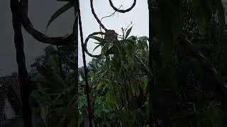 RAINY ASMR