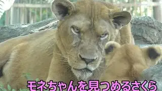 モネちゃんを見つめるさくら（クレイの母親）とべ動物園にて