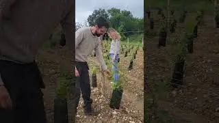 Plantation Les Picasses, ann&eacute;e 2