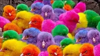 Ayam Lucu, Ayam Warna Warni, Ayan Rainbow, Kelinci Lucu, Bebek Lucu, Ikan Koi, Hewan Lucu