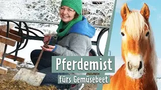 Pferdemist im Winter f&uuml;r den Gem&uuml;segarten vorbereiten | MDR Garten