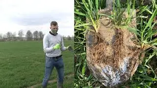 Farma Král - Později seté porosty pšenic - Petr Král a Jarda Mach