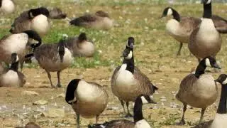 Rutland Water, Egleton Reserve: 4th August 2019