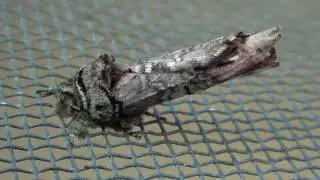 Unicorn Caterpillar Moth (Notodontidae: Schizura unicornis?) on Screen
