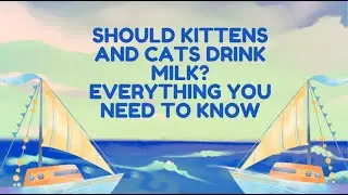 🥛 Should Kittens and Cats Drink Milk? Everything You Need to Know! 🐱
