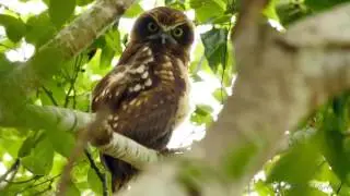 Australian Boobook Owl, Southern Boobook Owl or Boobook Owl (Ninox boobook)