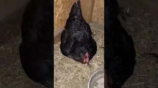 She has sitting on one dud egg waiting for it to hatch for 24 days!