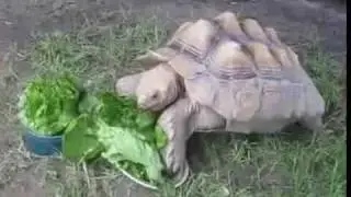 A Day in the Life of Paul Anka (the Tortoise)