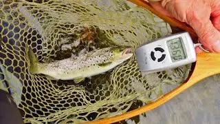 'Fast water Fishing' & best trout of the season