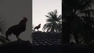 look at this beautiful rooster photography#photography #super#creative#chicken