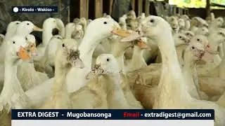 Okulunda embaata kufuna kilalu mwattu n'okusinga enkoko - wulira bino oyige (part 1) #extradigest