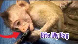 BABY MONKEY  BITE CAMERAMAN'S BAG