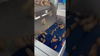 Ginger washing machine
