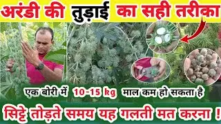 Arandi ki kheti/ castor pharming/ अरंडी की खेती /9166099904