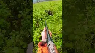 Sanglier dans la traque !! #hunting #chasse #wildboar #drivenhunt