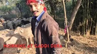 Gaddi life. Part 2/3. Morning at #gaddi dera #Garli #Kangra #morning meal 