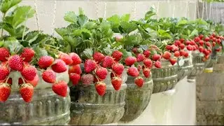 This Organic Fertilizer Options Can Give you 10x Harvest