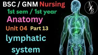 Lymphatic System | BSc Nursing 1st Semester Anatomy | Gnm 1st Year