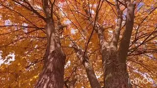​Release & Renew: भारीपन को अलविदा कहें 🍃