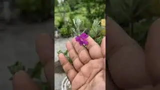 My First Blue Sage Flower Bloomed!&hearts; | #shorts #flowers #gardening #texaxsage #bluesage | 25Sep2022
