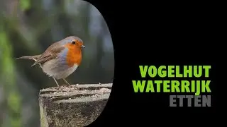 Vogelhut Waterrijk | Etten | Gelderland | Birding (NL)
