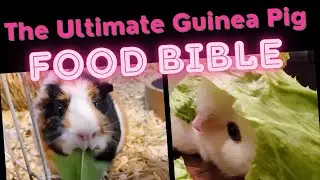 The Dos and Don'ts of Guinea Pig Food (aka The Best Yum Yum for the Guinea Tum Tum)