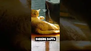 Owner Magaan 🤣 #funny #cat #shorts #dog #shortsfeed #animals #dubbingdappa #catvideos #dogshorts