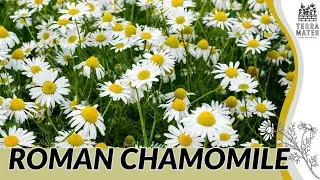 Roman Chamomile (Chamaemelum nobile): Soothing Herb for Lawns, Teas & Groundcover