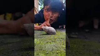 Good job, Using a snail shell, I managed to make the hermit crabs come together #shorts