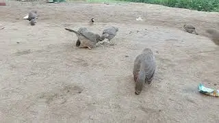 Multi-Species Hunt to Clean & Cook | Dove, Lapwing, Mynah & Moorhen ll kids video 