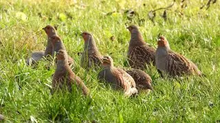 Kurapka / Perdix perdix / Grey Partridge / Серая куропатка