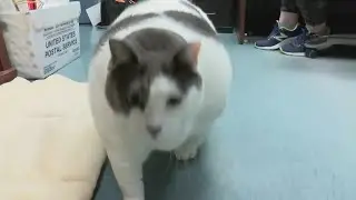 How to know if your pet is overweight