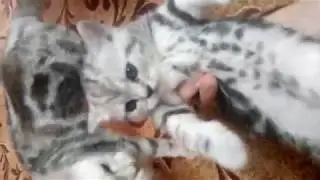ТРИ КОТА  2018