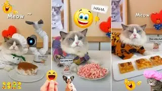 Super Cat Chef Compilation - Try Not To Laugh 😂🤣 | Wow Funny Animals - (Part 2)