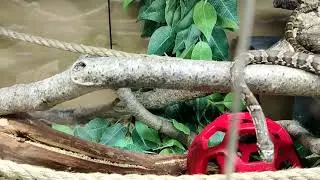 Russian Ratsnake (Elaphe Schrenckii) poses for camera
