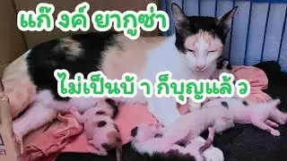 คลิปดองตอนเล็กๆ😄#ลูกแมว #วิเชียรมาศ #bobtailcat #แมวอินดี้