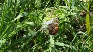 Vierfleck-Kreuzspinne f&auml;ngt eine Lauchschrecke August 2019