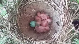 Song thrush chicks growth