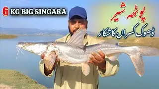 Potha Sher Dhok Kasran Ka Khubsurat Shikar | Singara Fish | Hammad Official