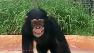 Free time and happiness with chimpanzee Limbani when he was educated