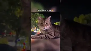 Cats are highly alert animals.🐱🤣#funny #pets #cats #fyp #failure
