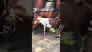 Wound care for your horse. Bandaging a leg wound